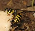 American Yellowjacket