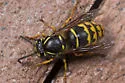 American Yellowjacket - photo 2