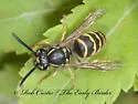 American Yellowjacket - photo 3