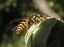 American Yellowjacket - photo 4