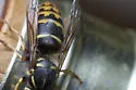 American Yellowjacket - photo 5