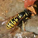 Prairie Yellowjacket