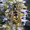 Prairie Yellowjacket - photo 2