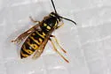Prairie Yellowjacket - photo 3