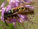 Prairie Yellowjacket - photo 4