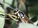 Prairie Yellowjacket - photo 5
