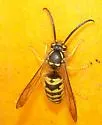 Downy Yellowjacket