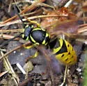 Downy Yellowjacket - photo 2