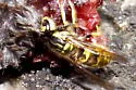 Downy Yellowjacket - photo 4