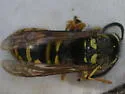 American Cuckoo Yellowjacket