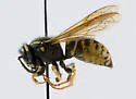 American Cuckoo Yellowjacket - photo 2