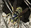 American Cuckoo Yellowjacket - photo 3
