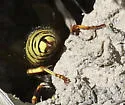 American Cuckoo Yellowjacket - photo 4