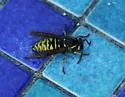 American Cuckoo Yellowjacket - photo 5