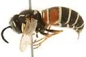 American Red-banded Yellowjacket - Vespula intermedia