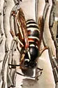 American Red-banded Yellowjacket - photo 2