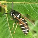 American Red-banded Yellowjacket - photo 3