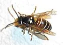 American Red-banded Yellowjacket - photo 4
