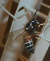 American Red-banded Yellowjacket - photo 5