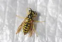 California Yellowjacket