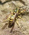 California Yellowjacket - photo 2