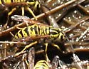 California Yellowjacket - photo 3