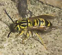 California Yellowjacket - photo 4