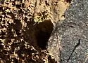 California Yellowjacket - photo 5