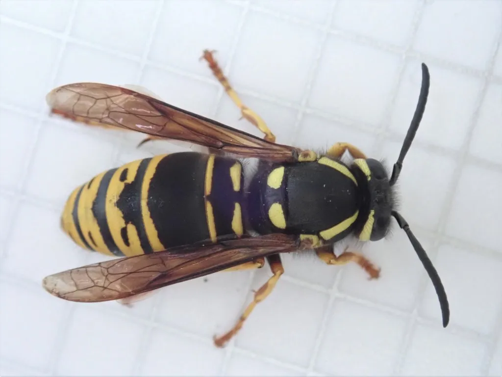 Widow Yellowjacket - photo 2