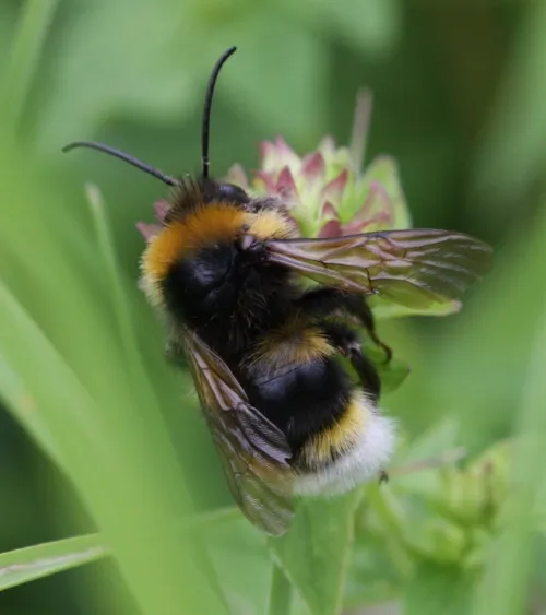Vestal Cuckoo Bee - photo 2
