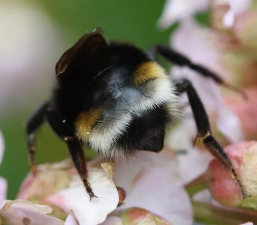 Vestal Cuckoo Bee - photo 3