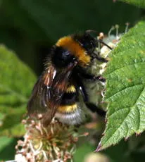 Vestal Cuckoo Bee - photo 4