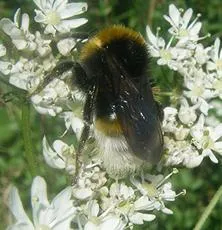 Vestal Cuckoo Bee - photo 5