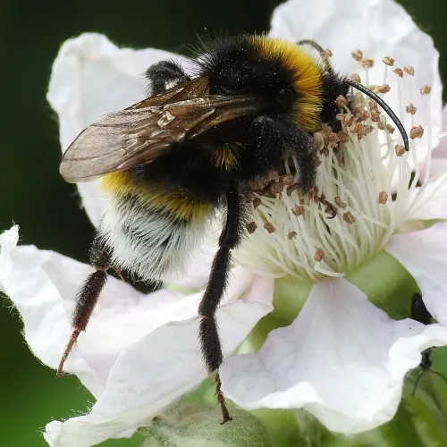 Vestal Cuckoo Bee - photo 6