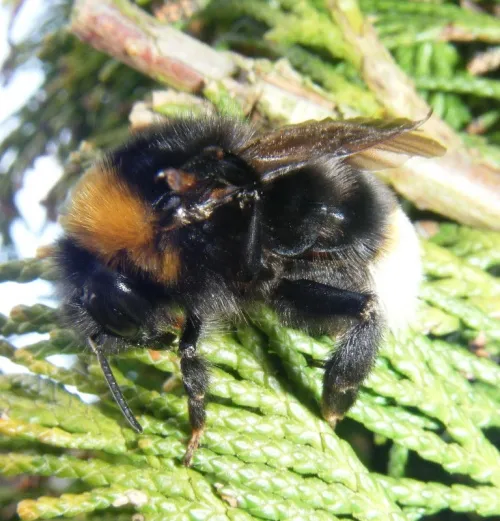 Vestal Cuckoo Bee - photo 8