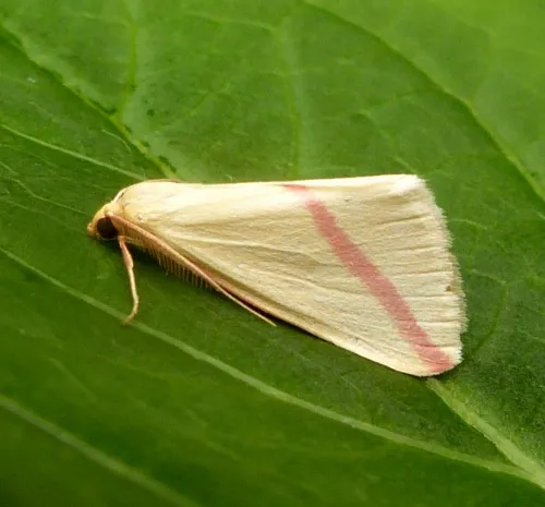 The Vestal - photo 2