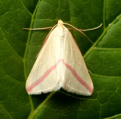 The Vestal - photo 3
