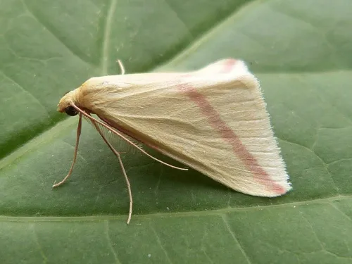 The Vestal - photo 4