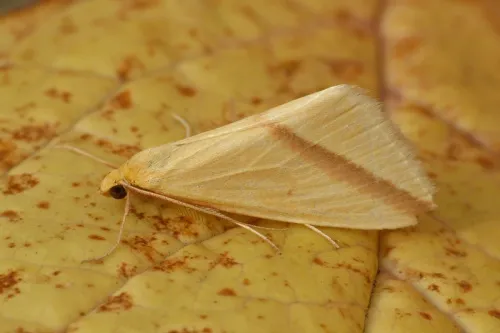 The Vestal - photo 5