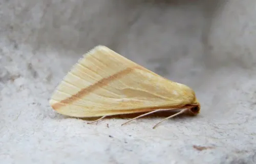 The Vestal - photo 8