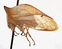 Vestistilus patruelis