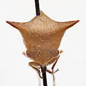 Vestistilus patruelis - photo 3