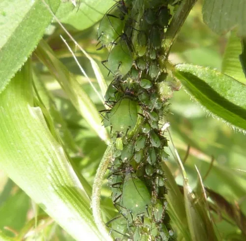Vetch Aphid - photo 2