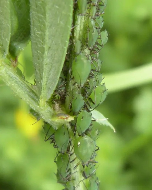 Vetch Aphid - photo 3