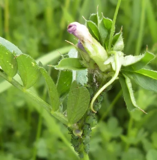 Vetch Aphid - photo 4