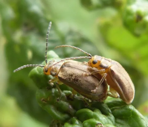 Viburnum Beetle - photo 2