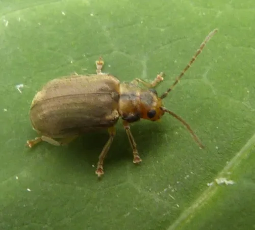 Viburnum Beetle - photo 3