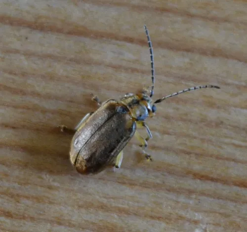 Viburnum Beetle - photo 4