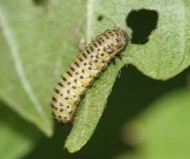 Viburnum Beetle - photo 5