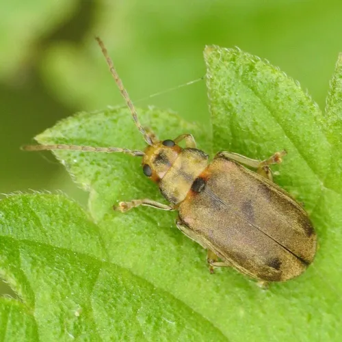 Viburnum Beetle - photo 6